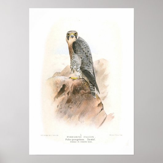 Peregrine Falcon Poster (Voorkant)
