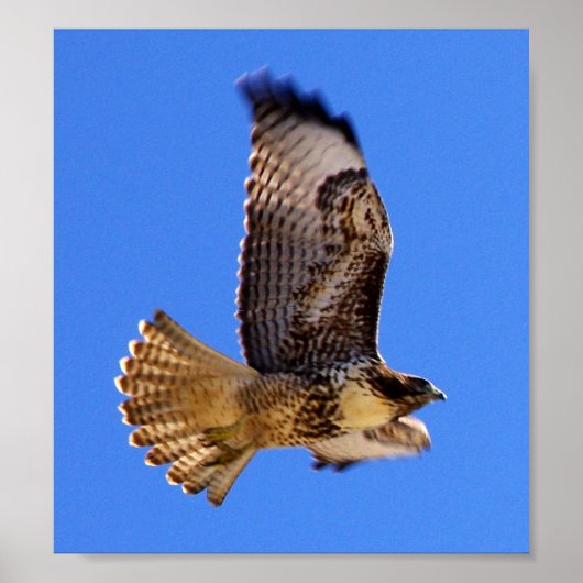 Peregrine Falcon Poster (Voorkant)