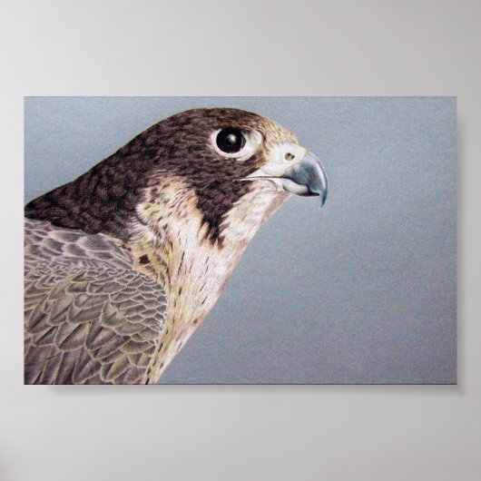 Peregrine Falcon Poster (Voorkant)
