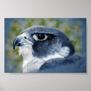 Peregrine Falcon Poster