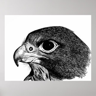 Peregrine Falcon Poster