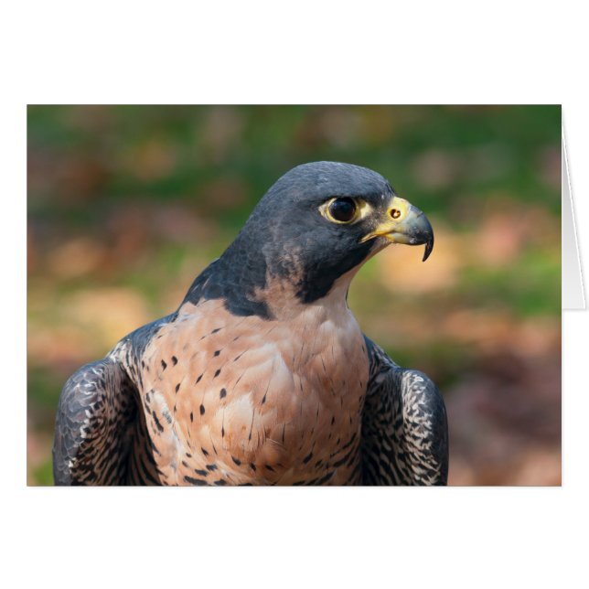 Peregrine Falcon Profile (Voorkant Horizontaal)