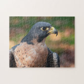 Peregrine Falcon Profile Legpuzzel (Horizontaal)