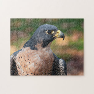 Peregrine Falcon Profile Legpuzzel