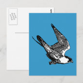Peregrine Falcon Sketch Briefkaart (Voorkant / Achterkant)