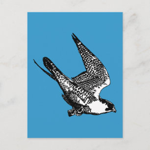 Peregrine Falcon Sketch Briefkaart