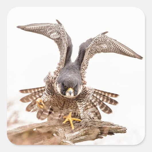 Peregrine Falcon Vierkante Sticker (Voorkant)