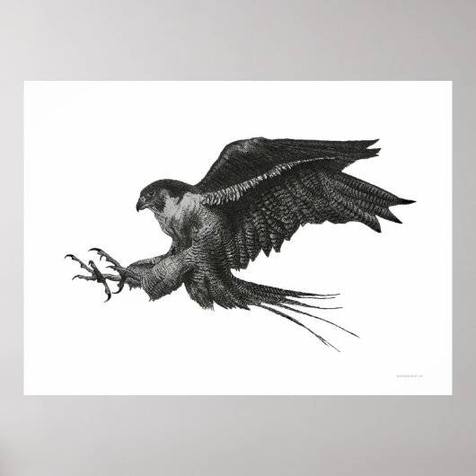 Peregrine Hawk Black White Pen en Ink Poster (Voorkant)