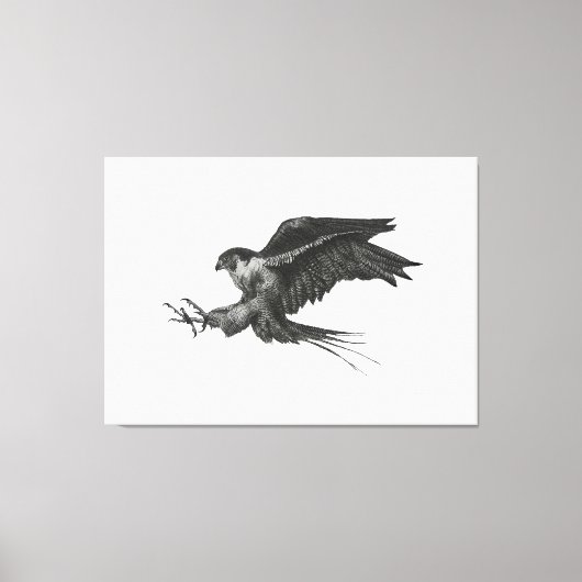 Peregrine Hawk canvas print (Voorkant)