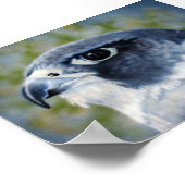 Peregrine Poster (Hoek)