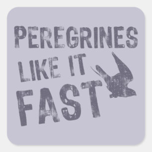 Peregrines als Fast Vierkante Sticker