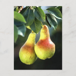 peren briefkaart