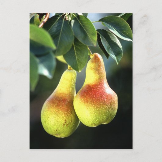 peren briefkaart (Voorkant)