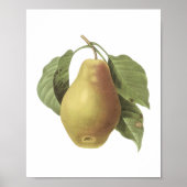 peren (Pyrus sp.) van Redouté Poster (Voorkant)