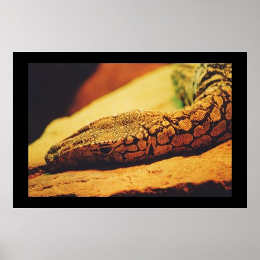 Perentie Poster (Voorkant)