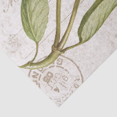 perenvlinderstaart — ontkoppeling tissuepapier (Detail)