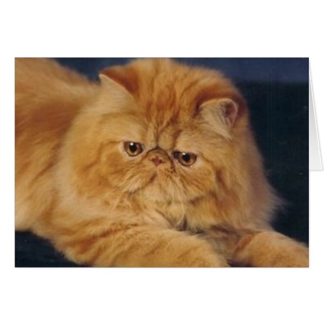 Perfect gemberkat (Voorkant Horizontaal)