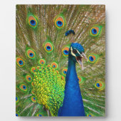 Perfect Peacock Plumage Fotoplaat (Voorkant)