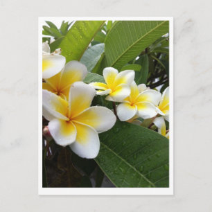 Perfect Plumeria Briefkaart