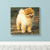Perfect Pomeranian Canvas Afdruk (Insitu (Houten vloer))