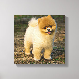 Perfect Pomeranian Canvas Afdruk