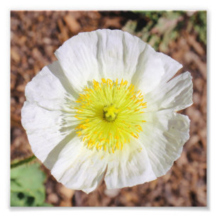 Perfect Poppy Foto Afdruk