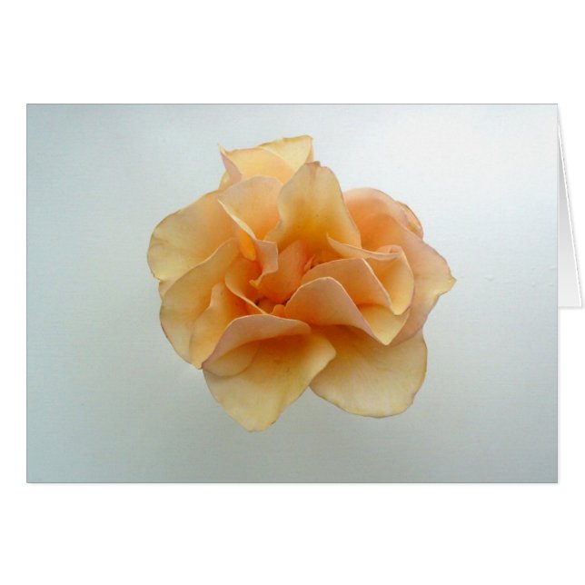 Perfect Roos (Voorkant Horizontaal)