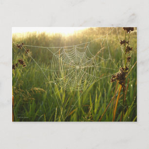 Perfect spider Web Briefkaart