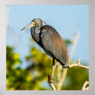 Perfect voor vogels 24 x 24.81 archiefpapier Poste Poster