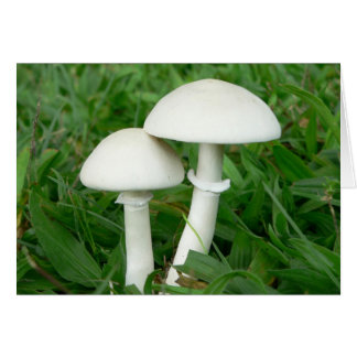 Perfect Whiecouple, paddenstoelen