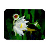 Perfect White Water Lily en Bud Magneet (Horizontaal)