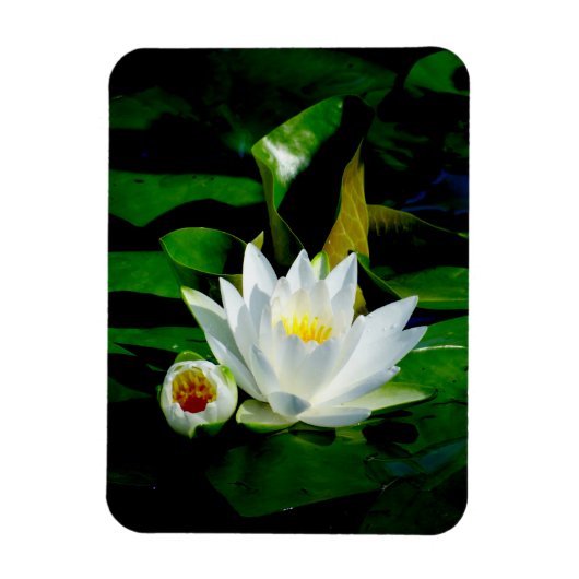 Perfect White Water Lily en Bud Magneet (Verticaal)