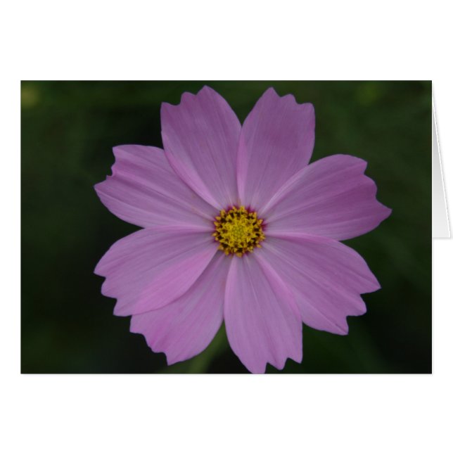 perfecte bloem (Voorkant Horizontaal)