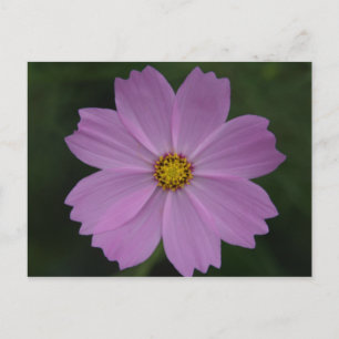 perfecte bloem briefkaart