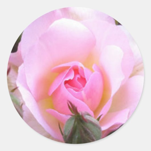 Perfecte Engelse roze Rose Ronde Sticker (Voorkant)