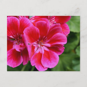 Perfecte geranium briefkaart