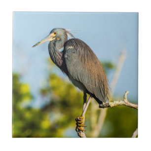 Perfecte keramische tapkunst voor vogels tegeltje