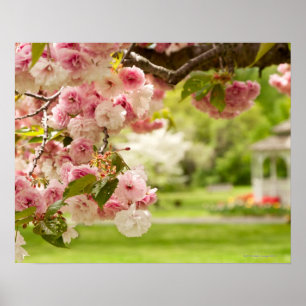 Perfecte landschapsarchitectuur met bloeiende kers poster