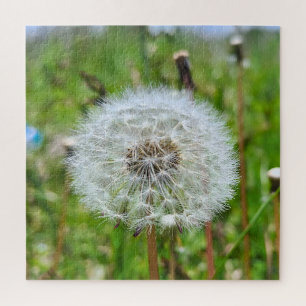 Perfecte Paardenbloem – Botanische Macro Fotografi Legpuzzel