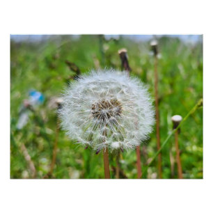 Perfecte Paardenbloem – Botanische Macro Fotografi Perfect Poster