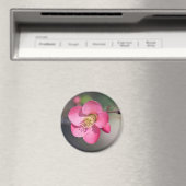 Perfecte Roze Bloeiende Kwee Magneet (Insitu (Vaatwasser))