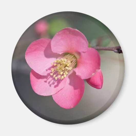 Perfecte Roze Bloeiende Kwee Magneet (Voorkant)