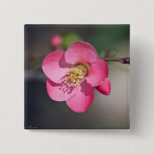 Perfecte roze bloeiende kweepel vierkante button 5,1 cm