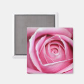 Perfecte roze Rose Magneet (Voorkant / Achterkant)