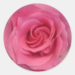 Perfecte roze Rose Ronde Sticker