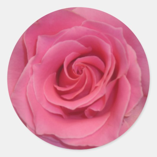 Perfecte roze Rose Ronde Sticker (Voorkant)
