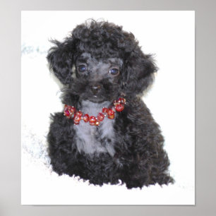 Perfecte zwarte Speelgoed Poodle Puppy Poster