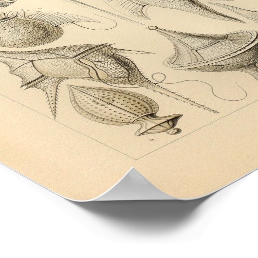 Peridinea Color Ernst Haeckel Print (Hoek)