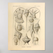 Peridinea Color Ernst Haeckel Print (Voorkant)