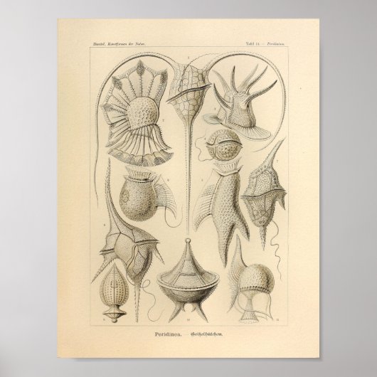 Peridinea Color Ernst Haeckel Print (Voorkant)